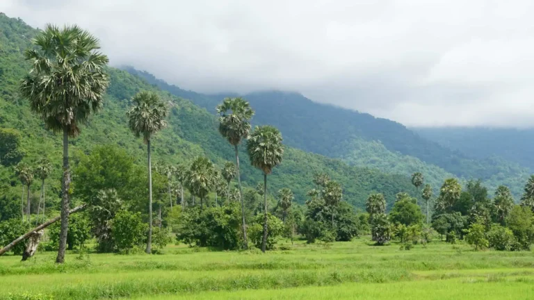 Cambodia landscape