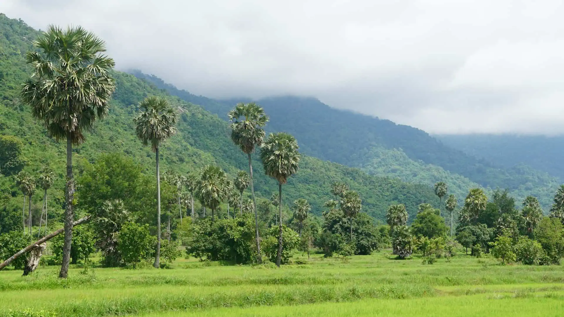 Restoring Nature to Boost Livelihoods and Build Climate Resilience in ...