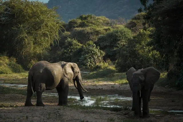 Asian elephants