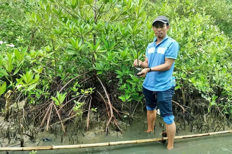 mangrove conservation and restoration