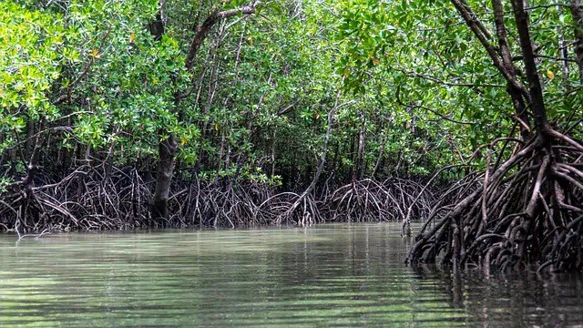 mangroves