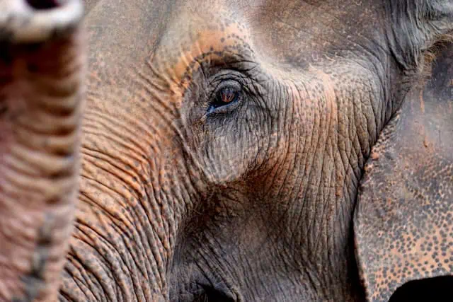 asian elephant