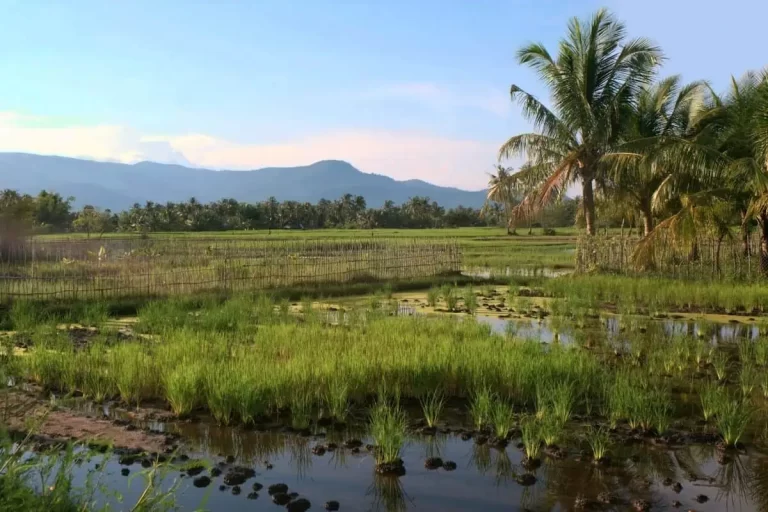 Nature-Based DRR and Climate Resilience in Cambodia